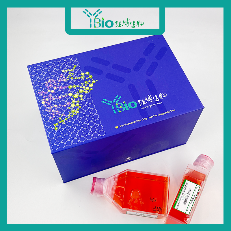 Panc 02.13（人胰腺癌细胞）YB-70458HC