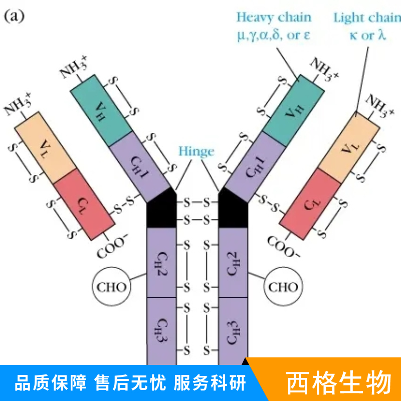 磷酸化一氧化氮合成酶3（内皮型）抗体