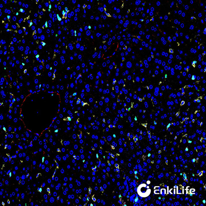 TSA四标五色多重荧光染色试剂盒（mIHC）| EnkiLife