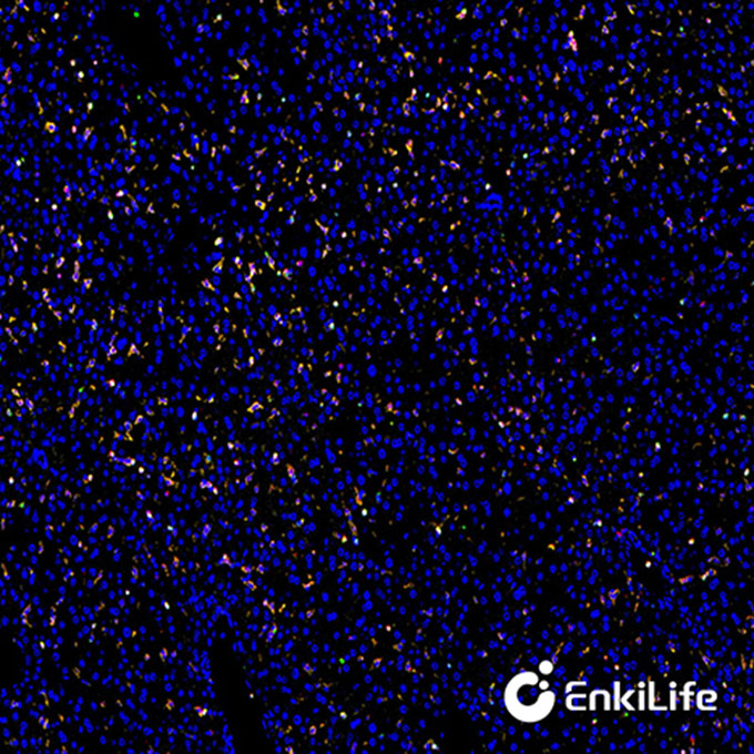 TSA三标四色多重荧光染色试剂盒（mIHC）| EnkiLife