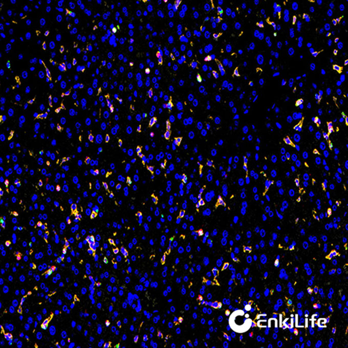 TSA三标四色多重荧光染色试剂盒（mIHC）| EnkiLife