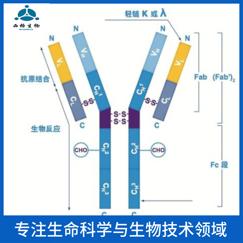 前列腺素E2受体2抗体