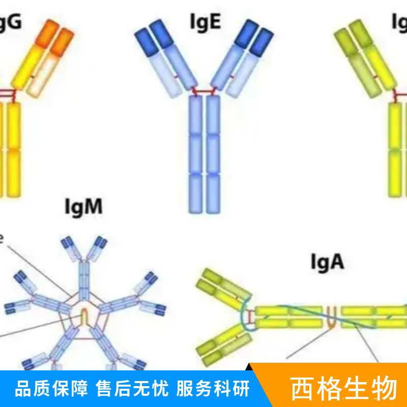 人乙型肝炎e抗原单克隆（检测）抗体