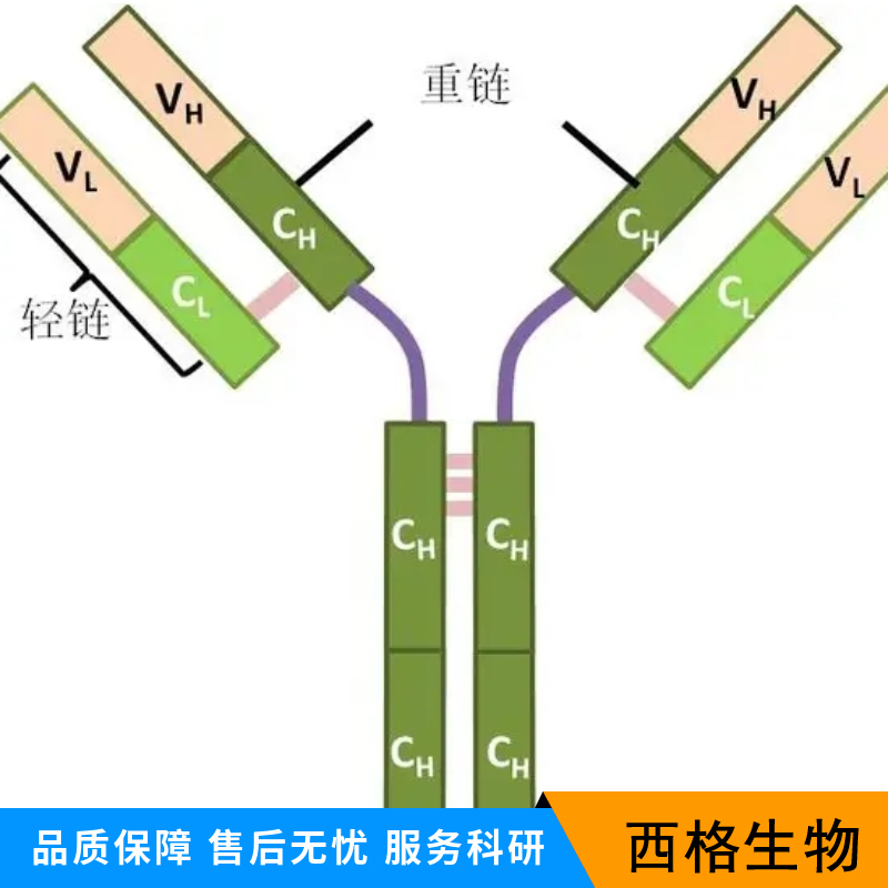 溶质载体家族蛋白38成员1抗体