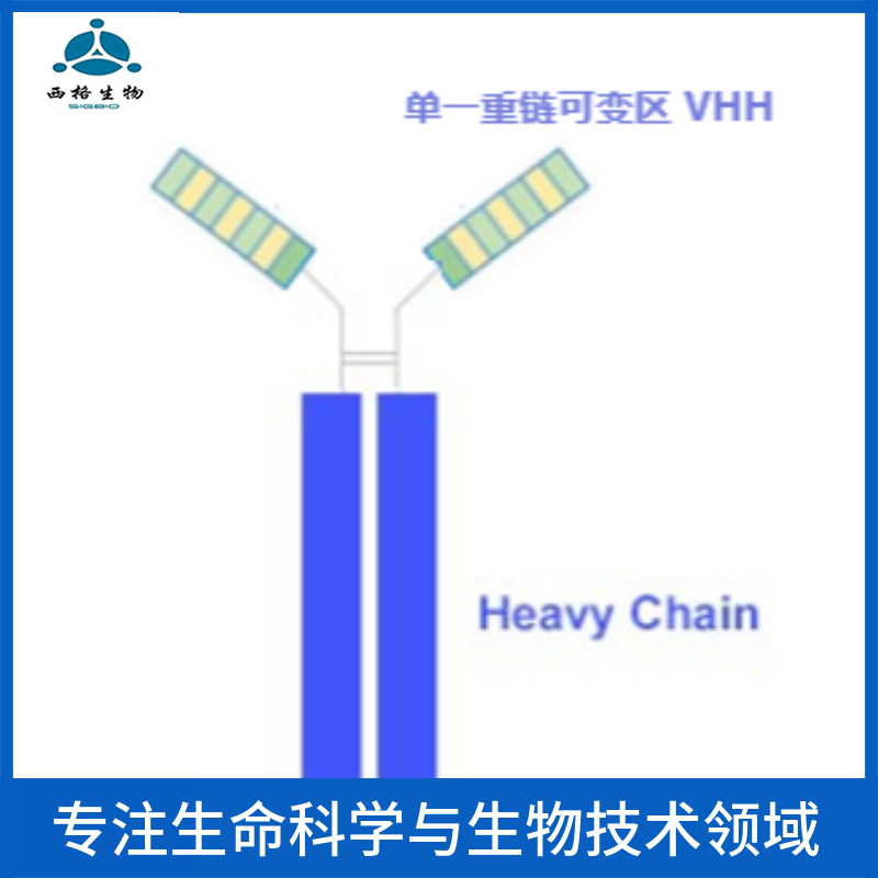 B细胞迁移基因2抗体