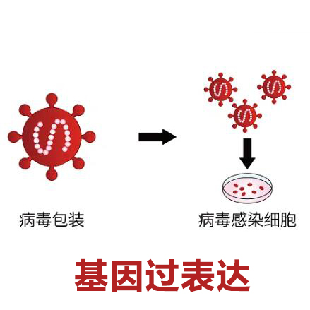 基因过表达稳转细胞系构建（Gene Overexpression）