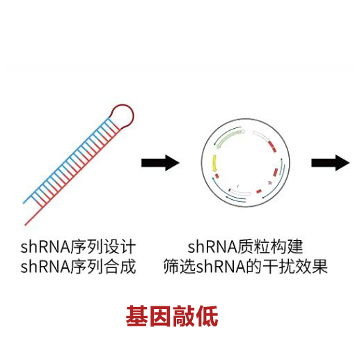敲低稳转细胞系构建（knock-down）