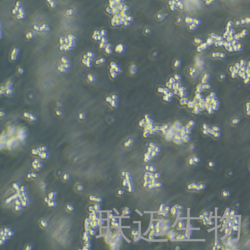 NCI-H69细胞（小细胞肺癌细胞）LM8C1163