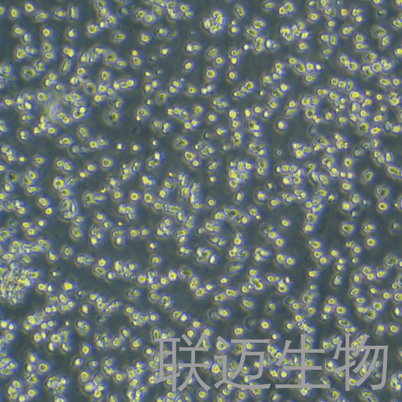 ARH-77细胞（浆细胞白血病）LM8C1160