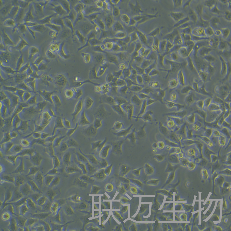 T3M-4细胞（胰腺腺癌细胞）LM8C1185