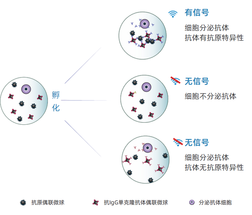 涛烜Hypercell高通量单B细胞抗体发现筛选系统
