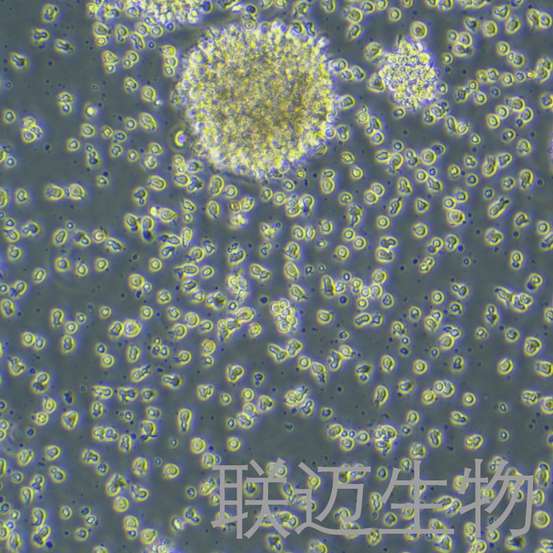 GM12878细胞（B淋巴细胞）LM8C1178