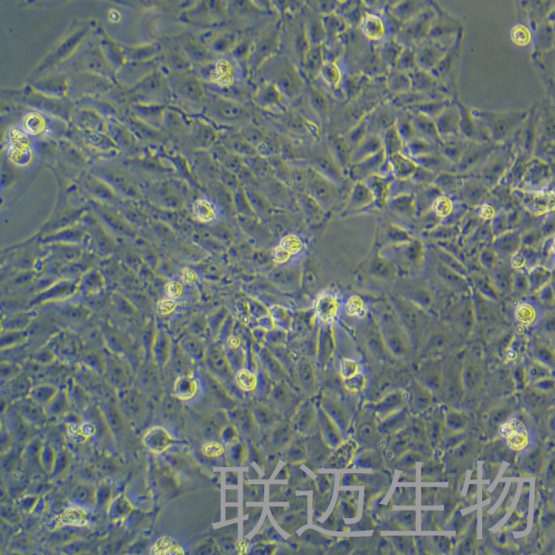 IPEC-J2细胞（猪小肠上皮细胞）LM8C1172