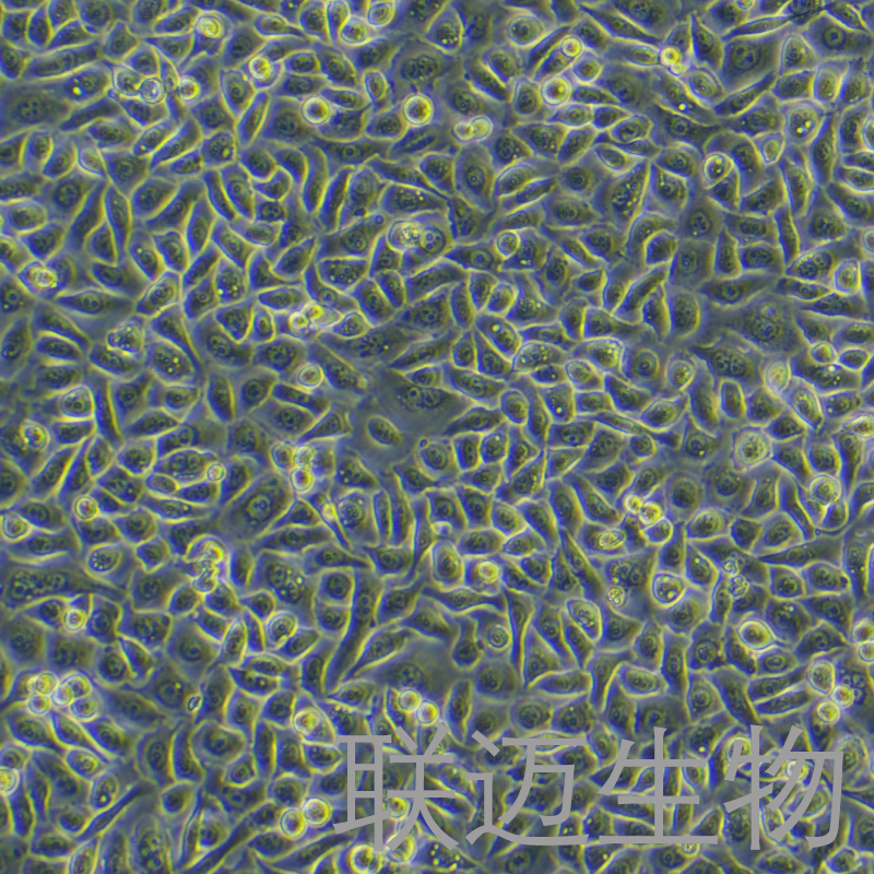 PC-9/GR细胞（PC-9吉非替尼耐药）LM8C0671D