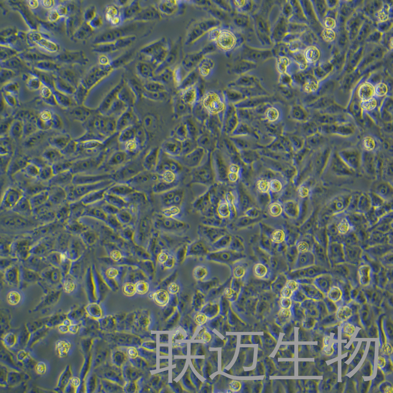 A375/DDP细胞（人恶性黑色素瘤细胞顺铂耐药株）LM8C1099D