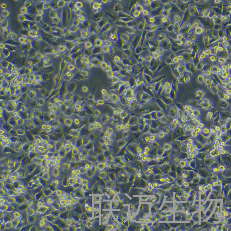 ASPC-1/GEM细胞（人转移胰腺腺癌细胞吉西他滨耐药株）LM8C0027D