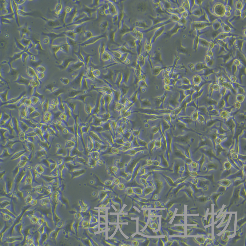 B16-OVA细胞（小鼠黑色素瘤细胞转染OVA）LM8C0029-OVA