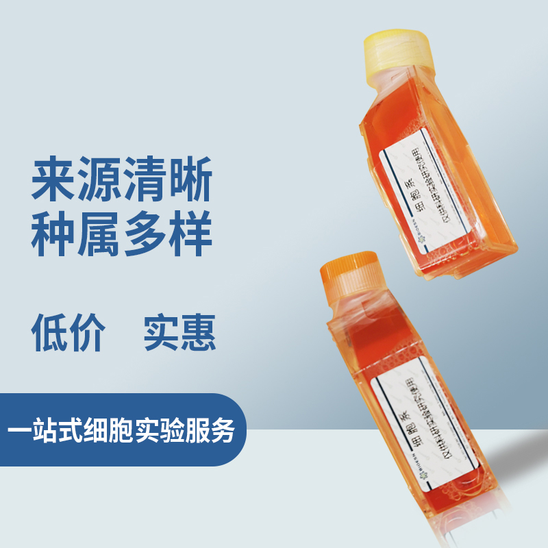 HFFF2细胞（人胎儿包皮成纤维细胞）
