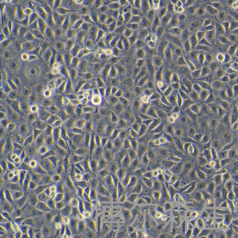 HECV 细胞（人血管内皮细胞）