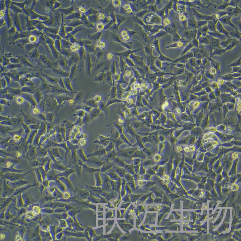 BSR-T7/5细胞（金黄地鼠肾细胞）LM8C1268