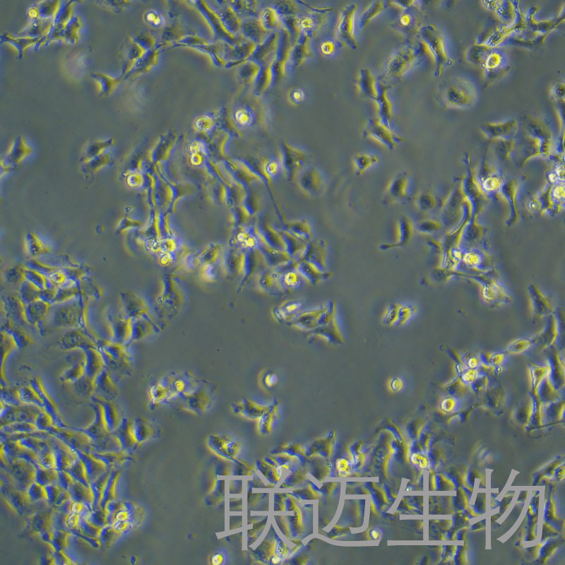 Ca9-22细胞（人口腔上皮癌细胞）LM8C1271