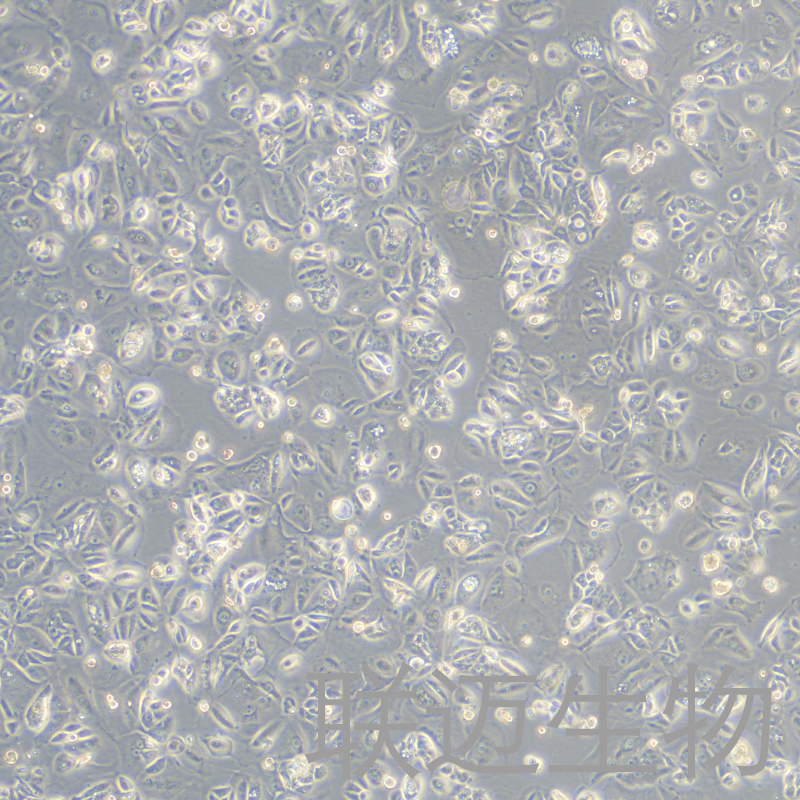 CAMA1细胞（人乳腺腺癌细胞）LM8C1275