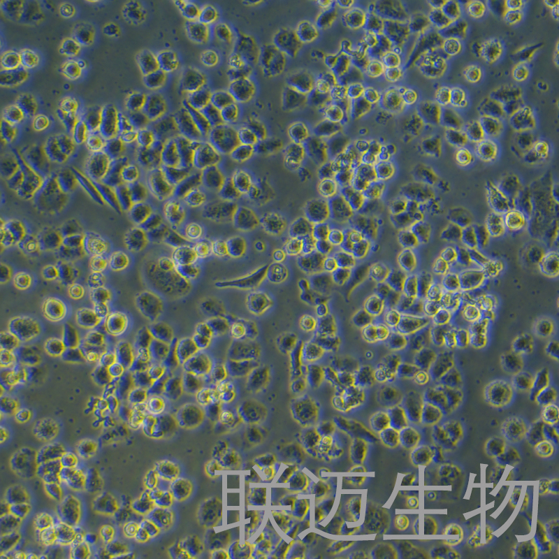 CC-LP-1细胞（人胆管癌细胞）LM8C1279