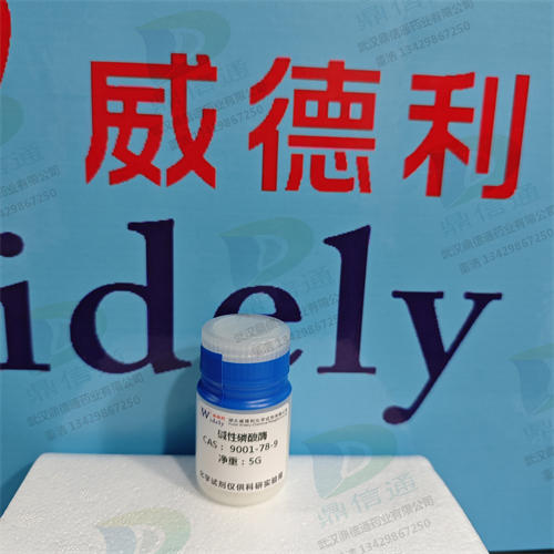 碱性磷酸酶；碱性磷酸酶