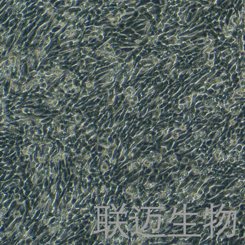 CT-2A细胞（小鼠胶质母细胞瘤细胞）LM8C1289