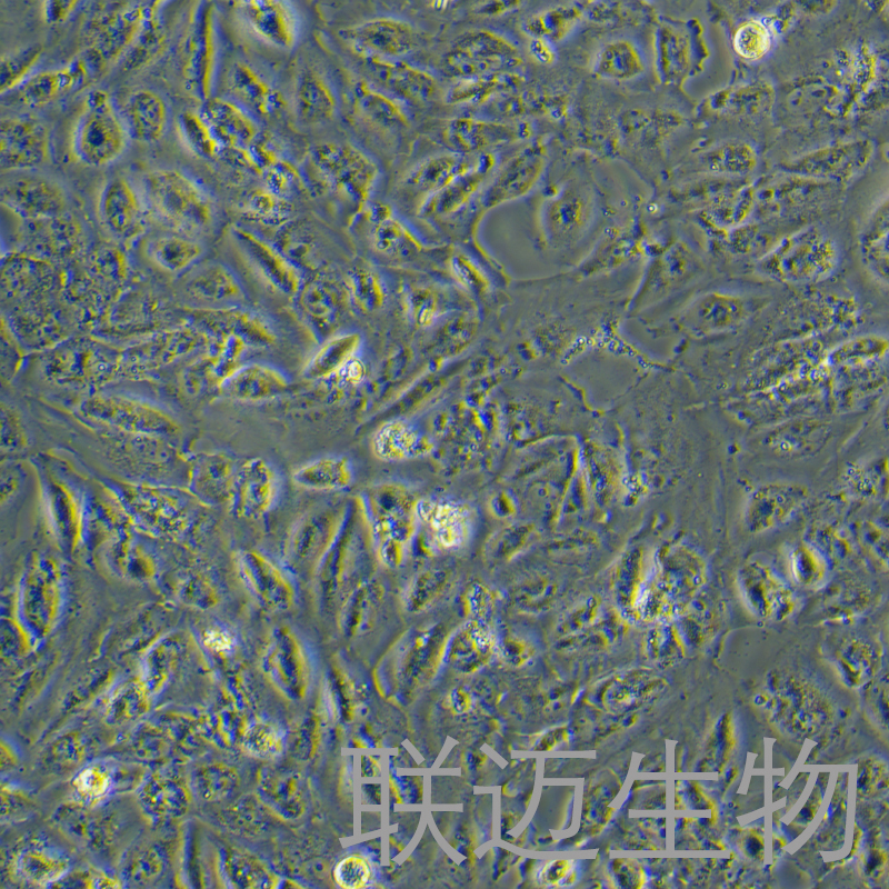 Daoy-LUC细胞（人髓母细胞瘤细胞带荧光素酶）LM8C0615-L