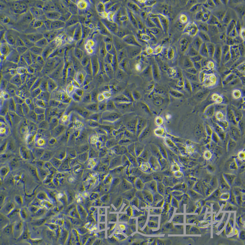 DOK细胞（人口腔黏膜癌前病变细胞）LM8C1292
