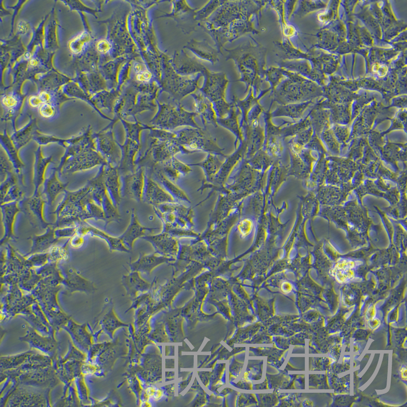 GL261-OVA-LUC细胞（小鼠胶质瘤细胞带荧光素酶标记-OVA）LM8C0866-OVA-L