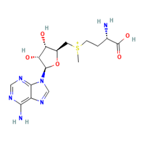 aladdin 阿拉丁 S693949 S-腺苷甲硫氨酸 485-80-3 32mM±2mM