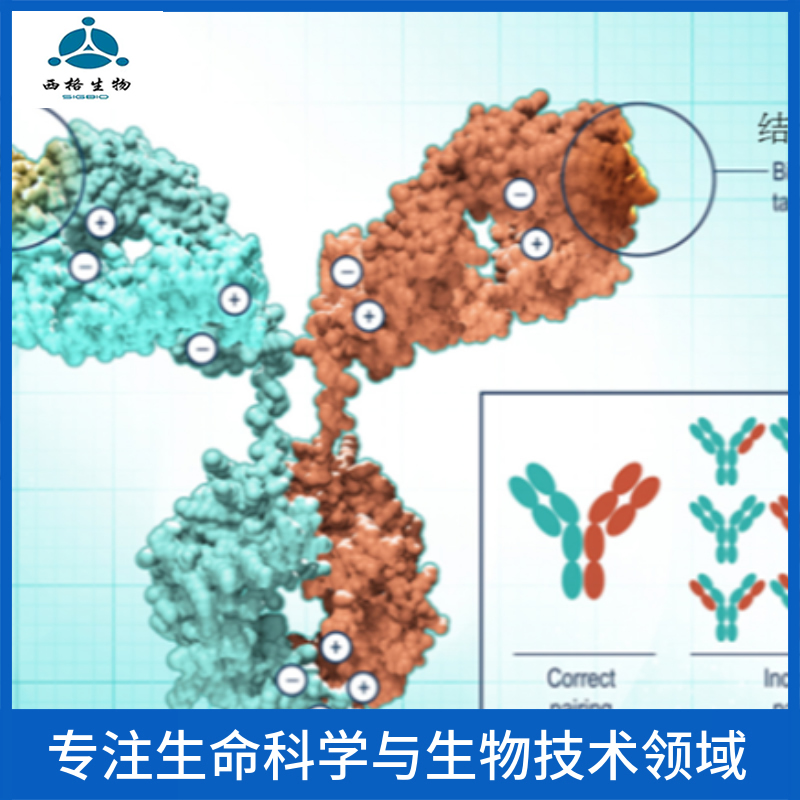 神经细胞凋亡调节转化蛋白1/前蛋白转化酶枯草溶菌素9抗体