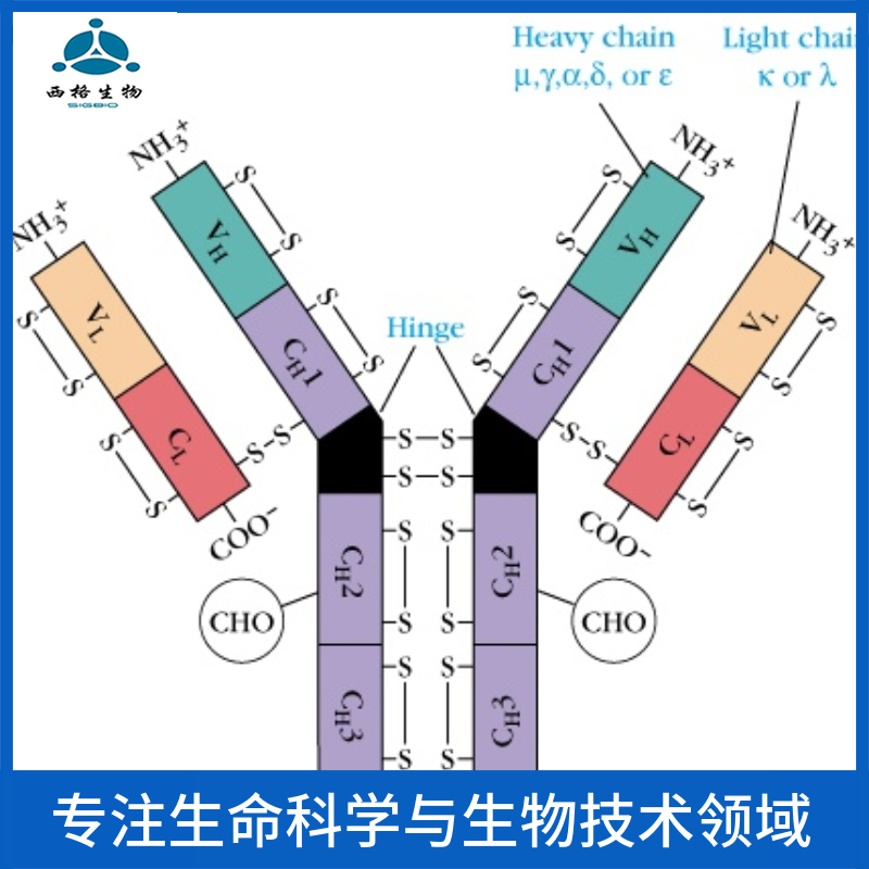 α-1抗胰糜蛋白酶抗体