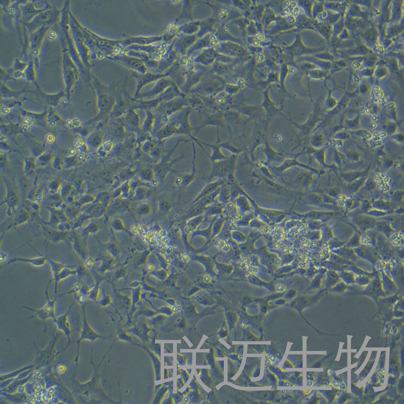 H1细胞（人胚胎干细胞）LM8C1305