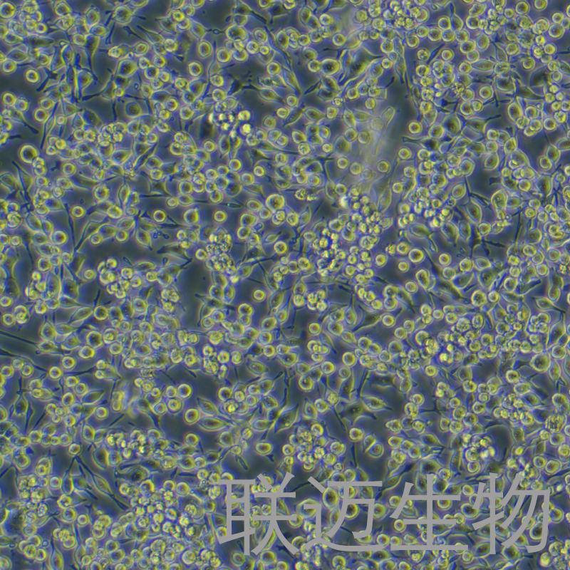 HAPI细胞（大鼠小胶质细胞）LM8C1307