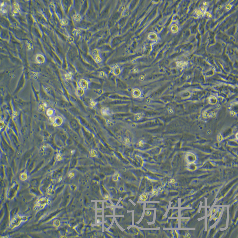 HBVP细胞（人脑血管周细胞）LM8C1308
