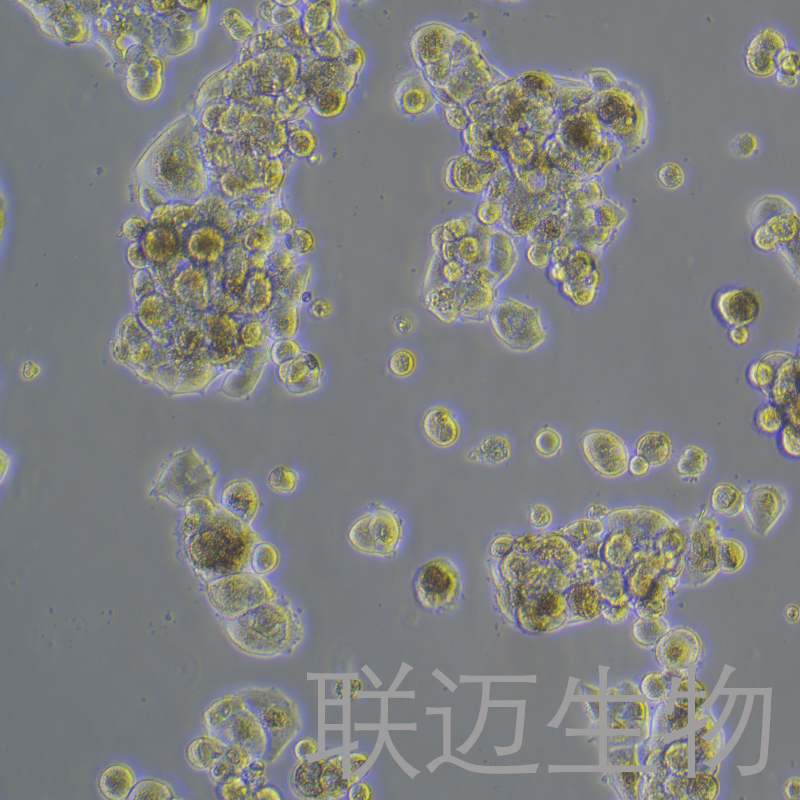 HCC1419细胞（人乳腺癌细胞）LM8C1310
