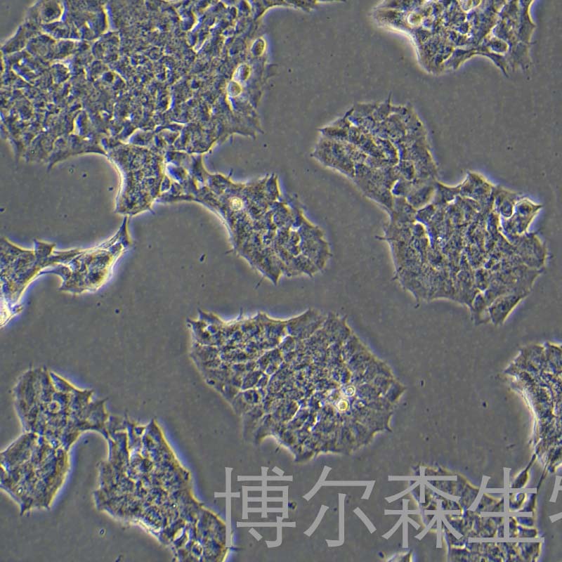 GT1-7细胞（小鼠下丘脑GnRH神经元细胞系）