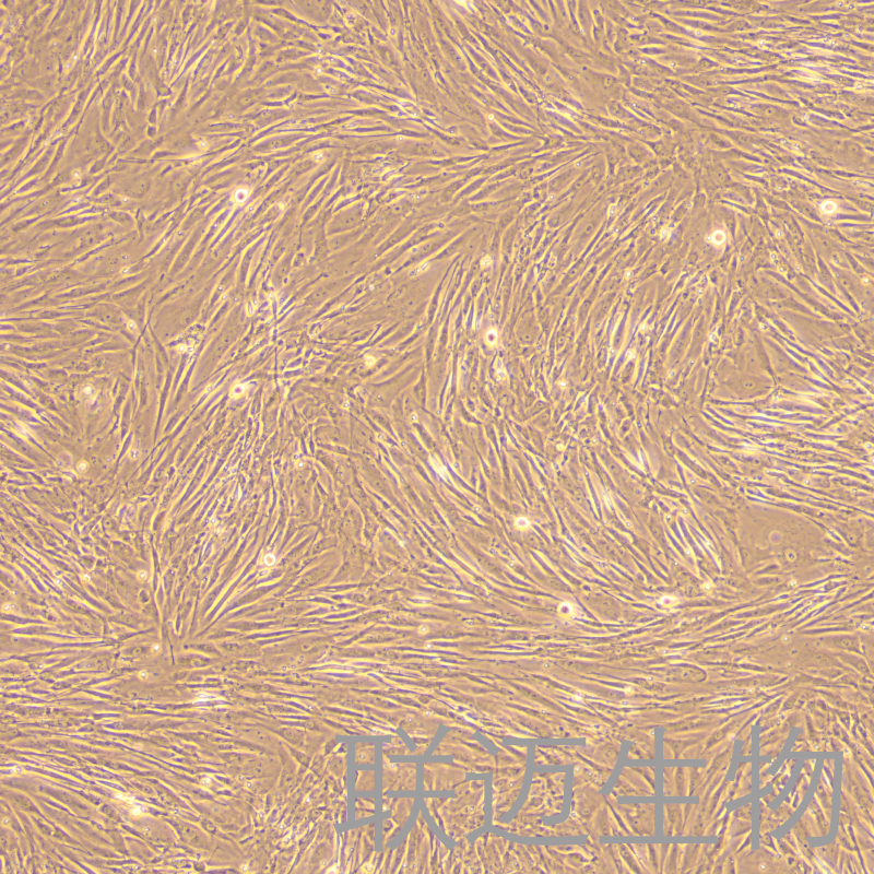 HCF细胞（人心脏成纤维细胞）LM8C1312