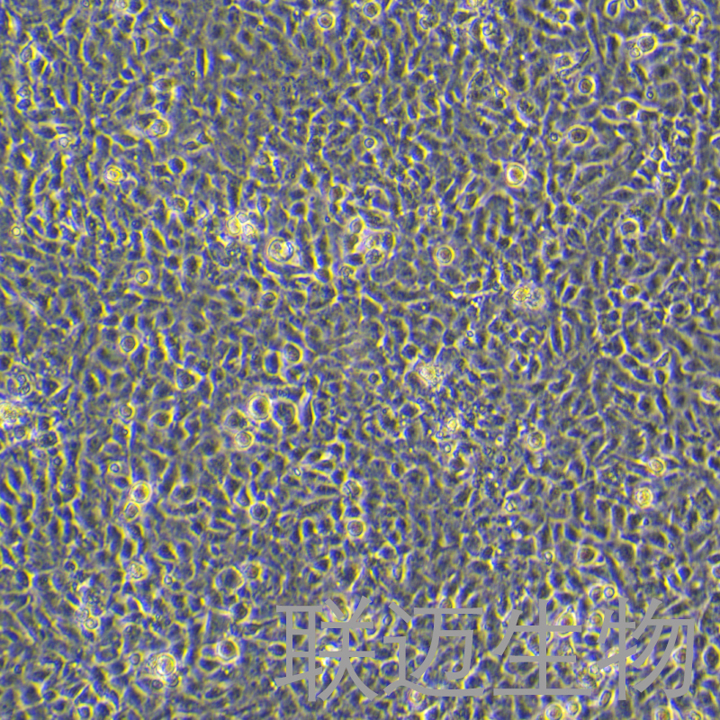 HCMEC/D3细胞（永生化脑微血管内皮细胞）LM8C1314