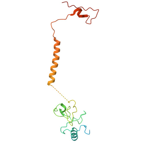 重组人NDUFB8蛋白