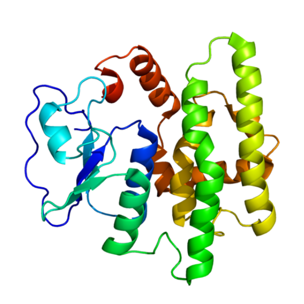 重组人GSTO1蛋白