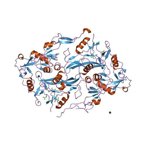 重组人Follistatin蛋白