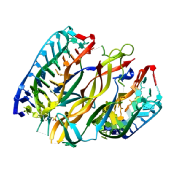 重组犬 β-NGF蛋白