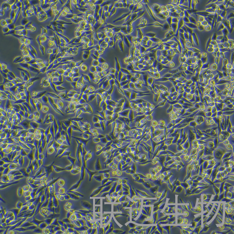 HD11细胞（鸡巨噬细胞）LM8C1315