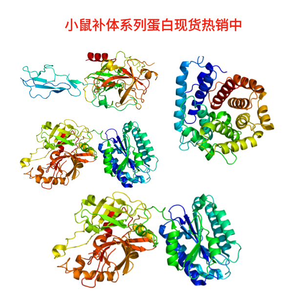 小鼠补体系列蛋白