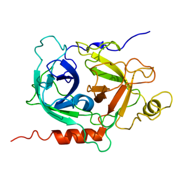 重组小鼠GZMK蛋白