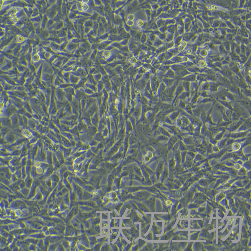 HEI-OC1（小鼠耳蜗毛细胞系）LM8C1317